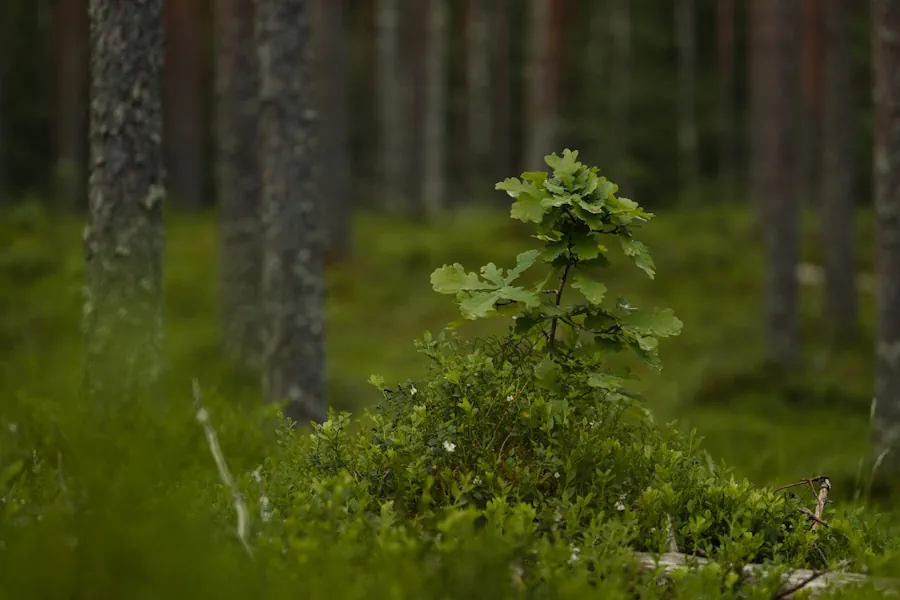 det-lokala-naringslivet-i-umea
